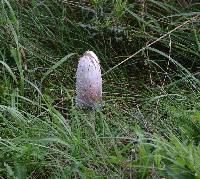 Coprinus comatus image