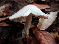 Amanita bisporigera image