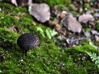 Strobilomyces strobilaceus image