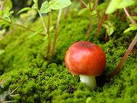 Russula emetica image