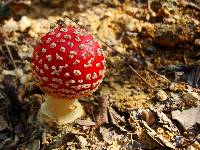 Amanita muscaria image