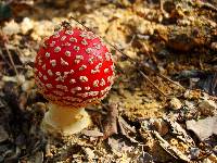 Amanita muscaria subsp. flavivolvata image