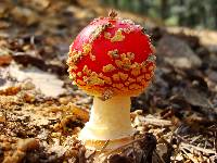 Amanita muscaria image