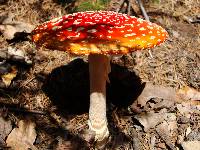 Amanita muscaria image