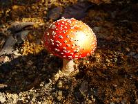 Amanita muscaria subsp. muscaria image