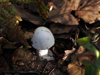 Amanita bisporigera image