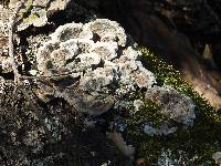 Trametes versicolor image