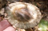 Amanita pekeoides image