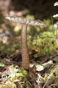 Amanita pekeoides image