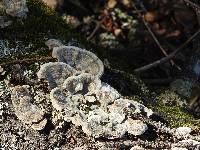 Trametes versicolor image