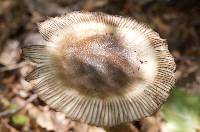 Amanita pekeoides image