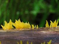 Calocera cornea image