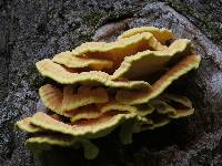 Laetiporus sulphureus image