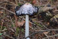 Coprinus comatus image
