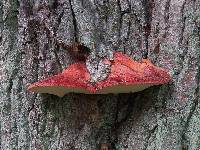 Fistulina hepatica image