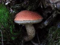 Leccinum aurantiacum image