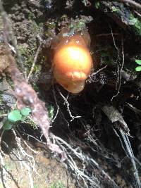 Calostoma cinnabarinum image