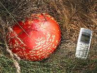 Amanita muscaria image