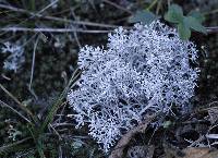 Cladonia rangiferina image