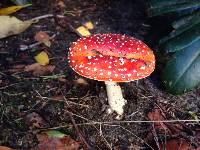 Amanita muscaria image