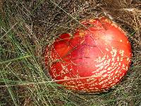 Amanita muscaria image