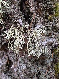 Evernia prunastri image