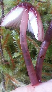 Mycena haematopus image