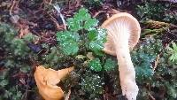 Cantharellus formosus image