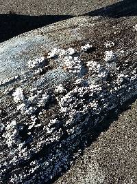 Schizophyllum commune image