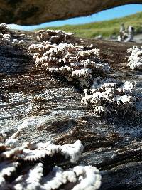 Schizophyllum commune image