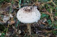 Macrolepiota procera var. procera image