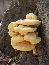 Laetiporus gilbertsonii image