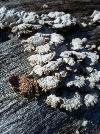 Schizophyllum commune image