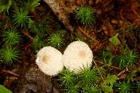 Lycoperdon perlatum image