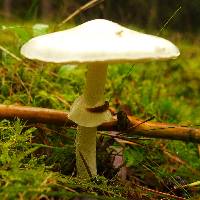 Amanita virosa image