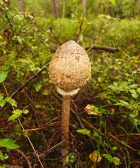 Macrolepiota procera var. procera image