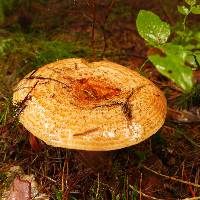 Lactarius deliciosus image