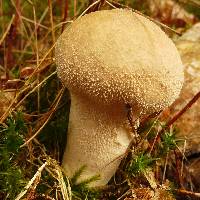 Lycoperdon perlatum image