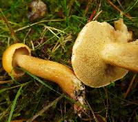 Suillus bovinus image