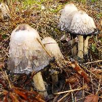 Coprinus comatus image