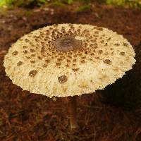 Macrolepiota procera var. procera image