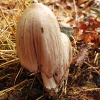 Coprinopsis atramentaria image