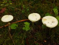 Amanita virosa image