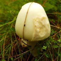 Amanita virosa image