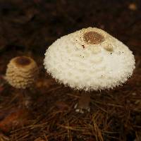 Macrolepiota procera var. procera image