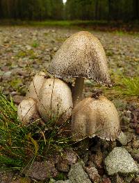 Coprinopsis atramentaria image