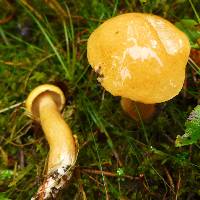 Suillus bovinus image