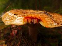 Lactarius deliciosus image