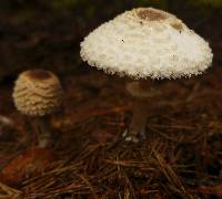 Macrolepiota procera var. procera image