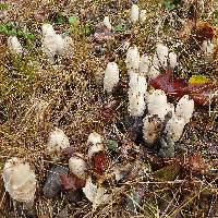 Coprinus comatus image